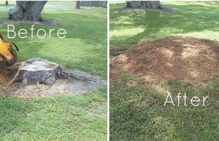 before and after stump removal