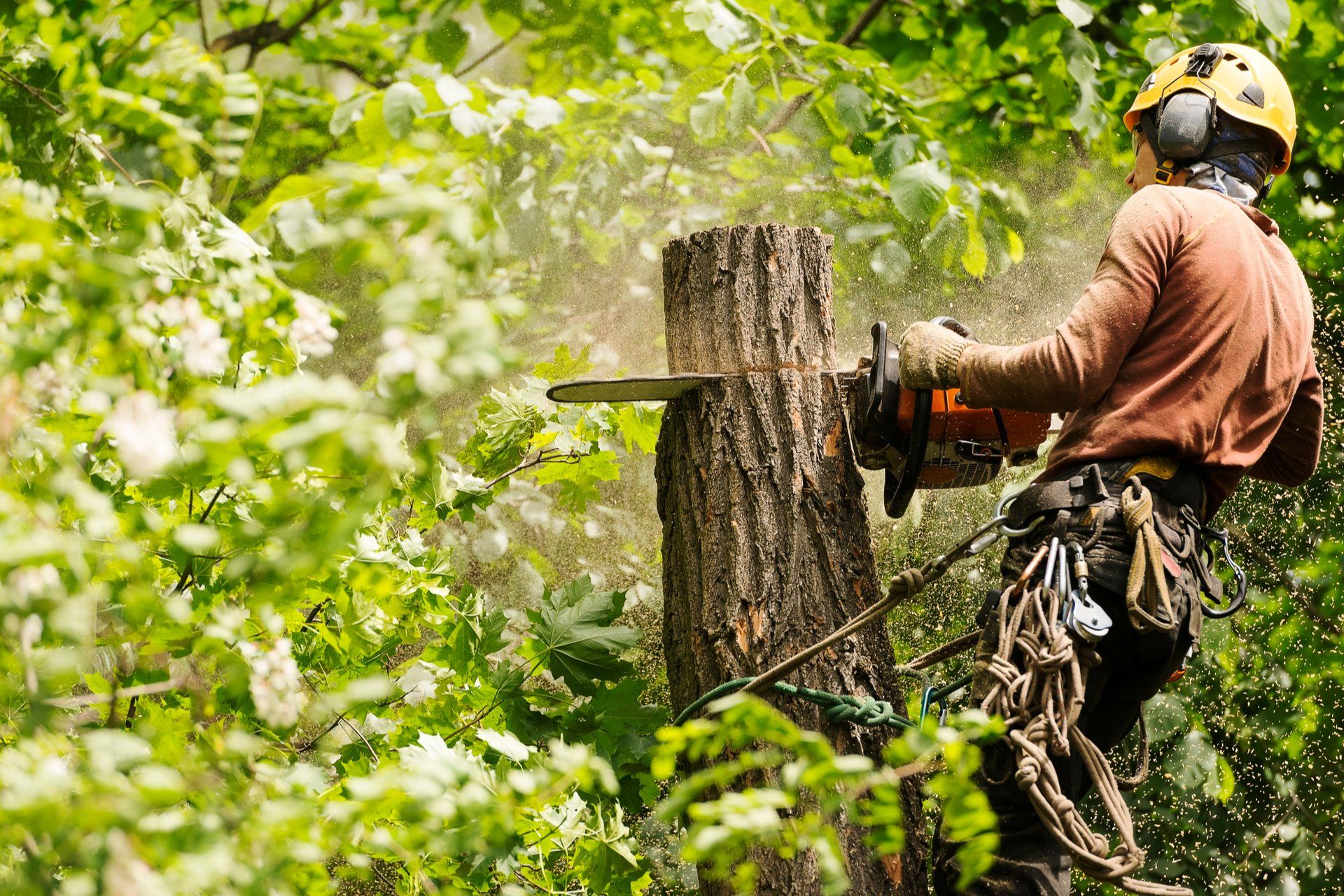 a worker cutting down a tree stump