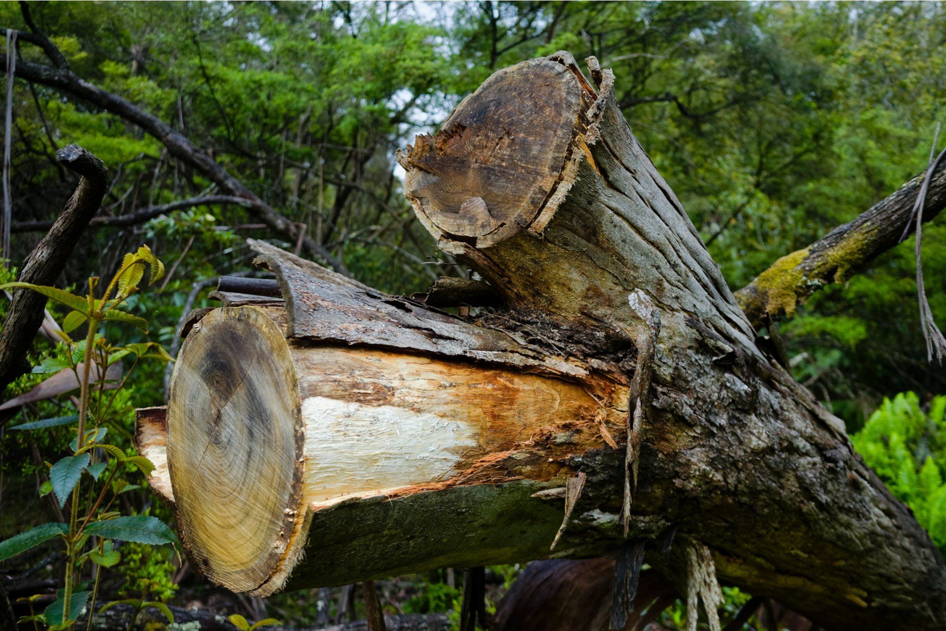 large cut down tree stumps