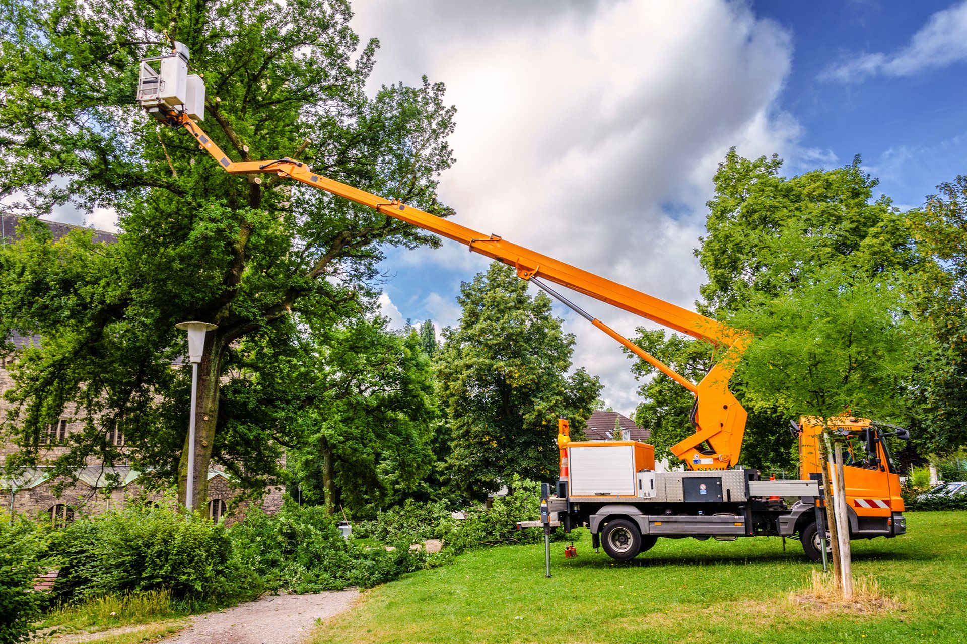 a large tree removal crane