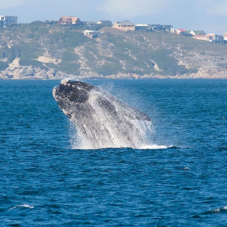 Whale Watching in Hermanus