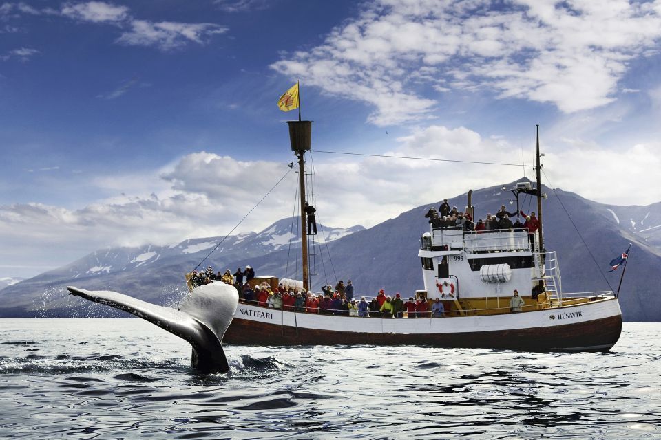 Whale watching Husavik
