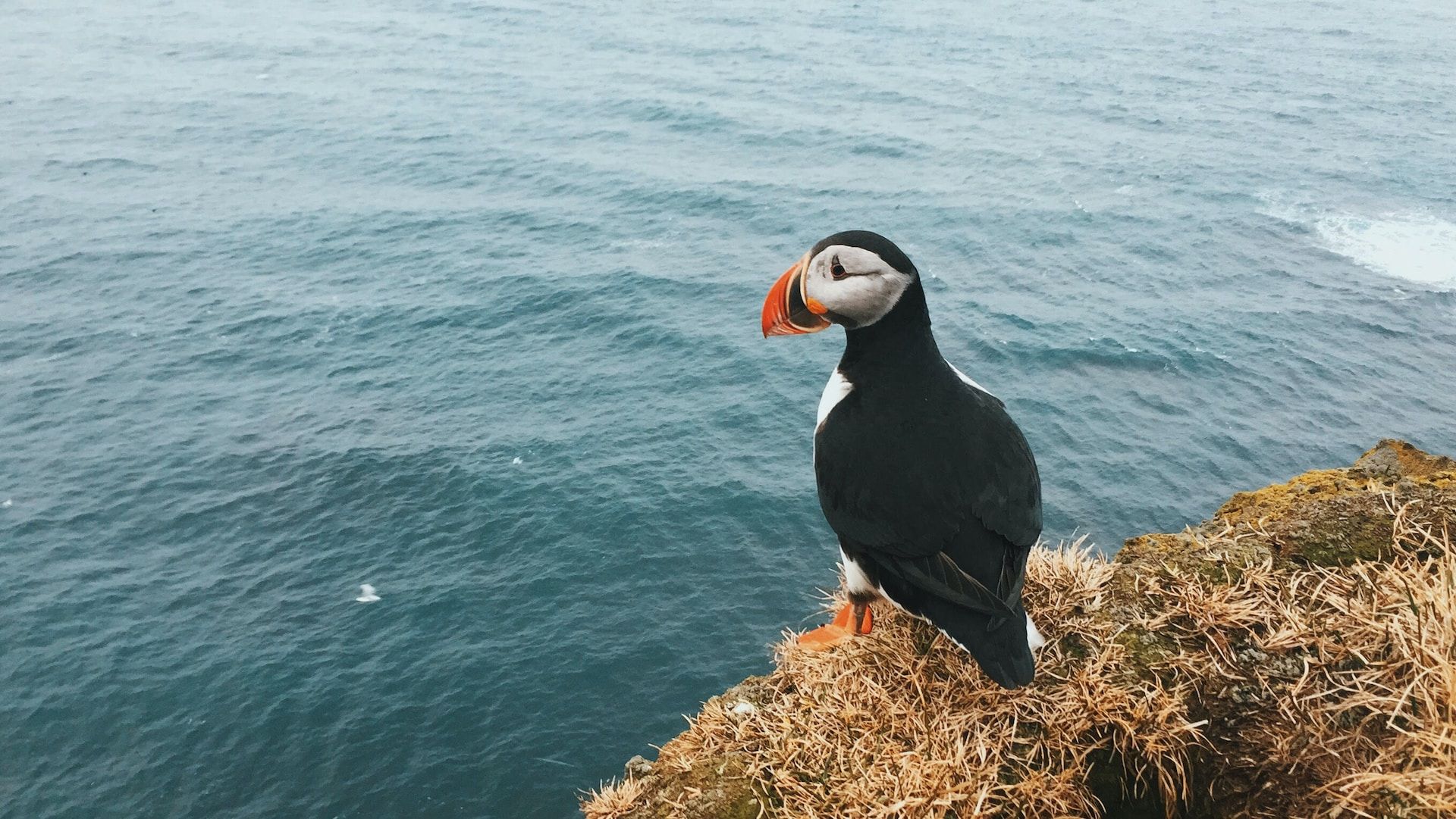 Puffin am Kap Bjargtangar