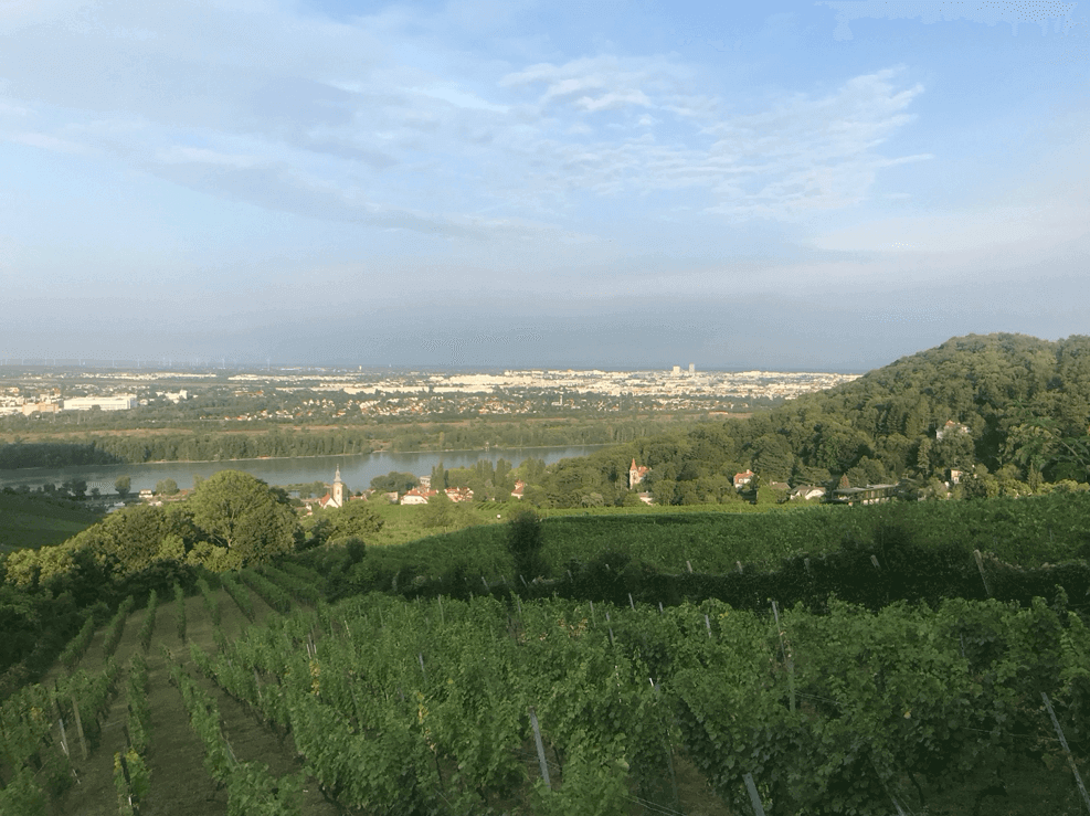 Wien Weinberge