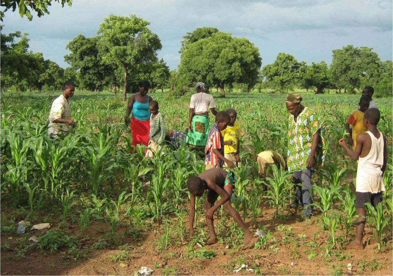 Maisfeld in Nasia, Ghana Maisfeld in Nasia, Ghana