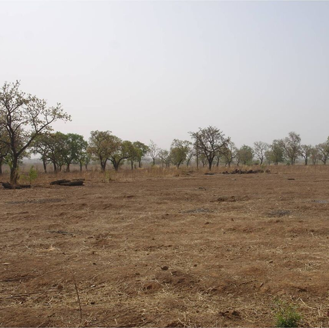 Felder in Nasia während der Trockenzeit Afrika, Entwicklungshilfe, Waisenhaus, Praktikum, Freiwillige, Freiwilligendienst, Ghana, Nasia, Grundschule, soziales Projekt, Hilfe für Afrika, Sozialpädagoge, Förderverein, Auslandsjahr, Praktikum in Afrika, Abenteuer, soziales Engagement, Spenden sammeln
