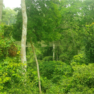 Regenwald im Süden Ghanas Afrika, Entwicklungshilfe, Waisenhaus, Praktikum, Freiwillige, Freiwilligendienst, Ghana, Nasia, Grundschule, soziales Projekt, Hilfe für Afrika, Sozialpädagoge, Förderverein, Auslandsjahr, Praktikum in Afrika, Abenteuer, soziales Engagement, Spenden sammeln