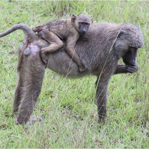 Affemutter mit Jungtier im Nationalpark Afrika, Entwicklungshilfe, Waisenhaus, Praktikum, Freiwillige, Freiwilligendienst, Ghana, Nasia, Grundschule, soziales Projekt, Hilfe für Afrika, Sozialpädagoge, Förderverein, Auslandsjahr, Praktikum in Afrika, Abenteuer, soziales Engagement, Spenden sammeln