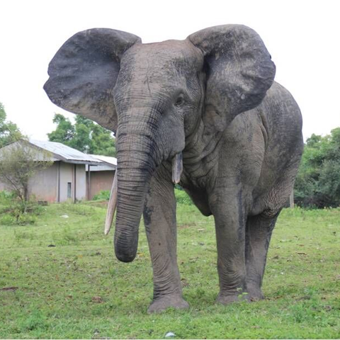 Elefant im Nationalpark in Ghana Afrika, Entwicklungshilfe, Waisenhaus, Praktikum, Freiwillige, Freiwilligendienst, Ghana, Nasia, Grundschule, soziales Projekt, Hilfe für Afrika, Sozialpädagoge, Förderverein, Auslandsjahr, Praktikum in Afrika, Abenteuer, soziales Engagement, Spenden sammeln