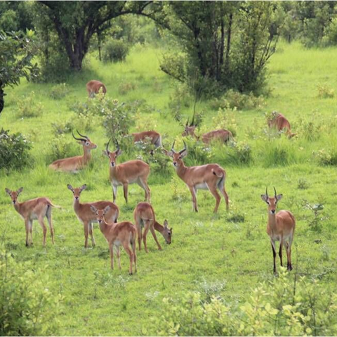 Nationalpark in der Savanne mit Antilopen Afrika, Entwicklungshilfe, Waisenhaus, Praktikum, Freiwillige, Freiwilligendienst, Ghana, Nasia, Grundschule, soziales Projekt, Hilfe für Afrika, Sozialpädagoge, Förderverein, Auslandsjahr, Praktikum in Afrika, Abenteuer, soziales Engagement, Spenden sammeln