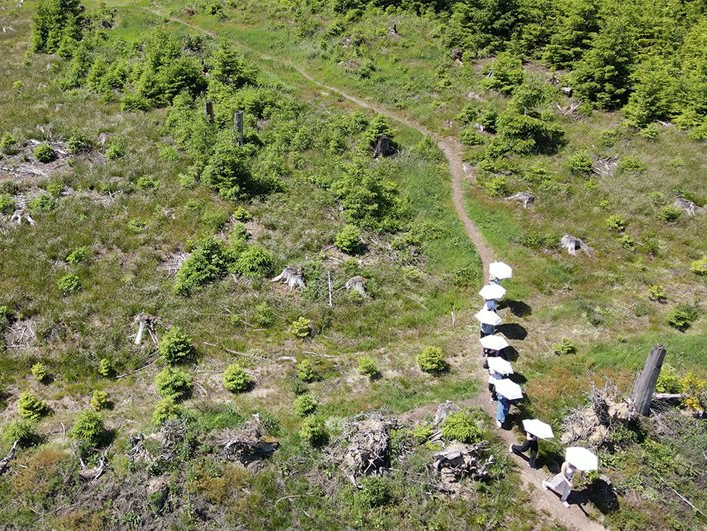 Auf einem kleinen Weg, der durch einen abgeholzten Wald laufen junge Frauen im Gänsemarsch hintereinander her. Sie schützen sich mit weißen Regenschirmen gegen die gleißende Sonne. Die Szene wurde von oben aufgenommen.