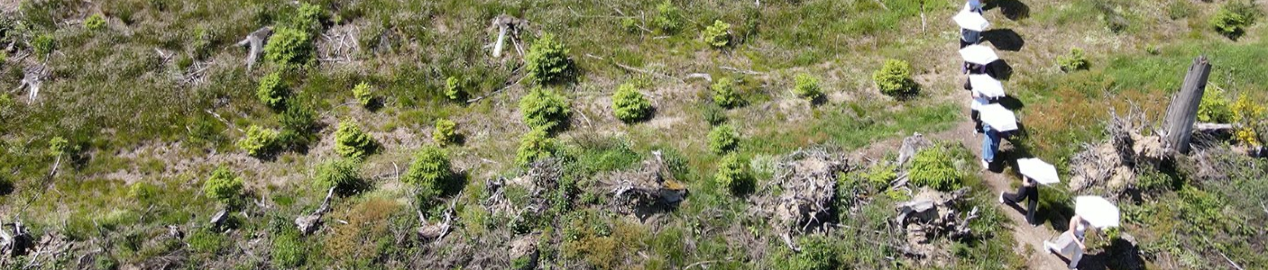 Auf einem kleinen Weg, der durch einen abgeholzten Wald laufen junge Frauen im Gänsemarsch hintereinander her. Sie schützen sich mit weißen Regenschirmen gegen die gleißende Sonne. Die Szene wurde von oben aufgenommen.