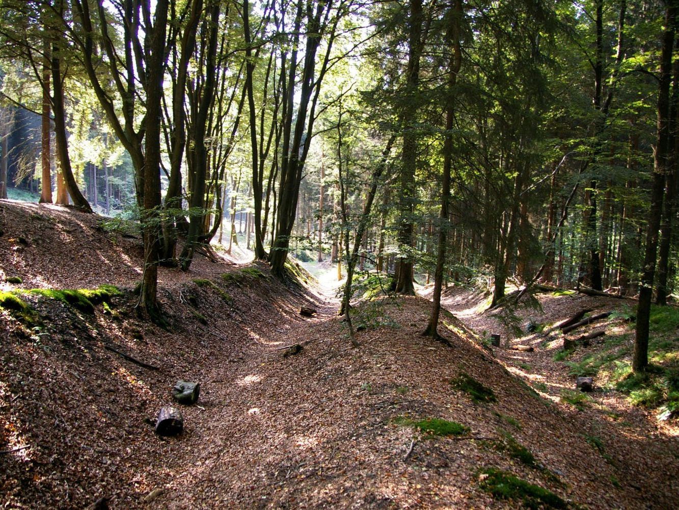 Tiefer, von Laub bedeckter Hohlweg in einem Mischwald. Die von Rädern ausgefahrenen langen Fahrrinnen gleichen Gräben und sind deutlich ausgeprägt.