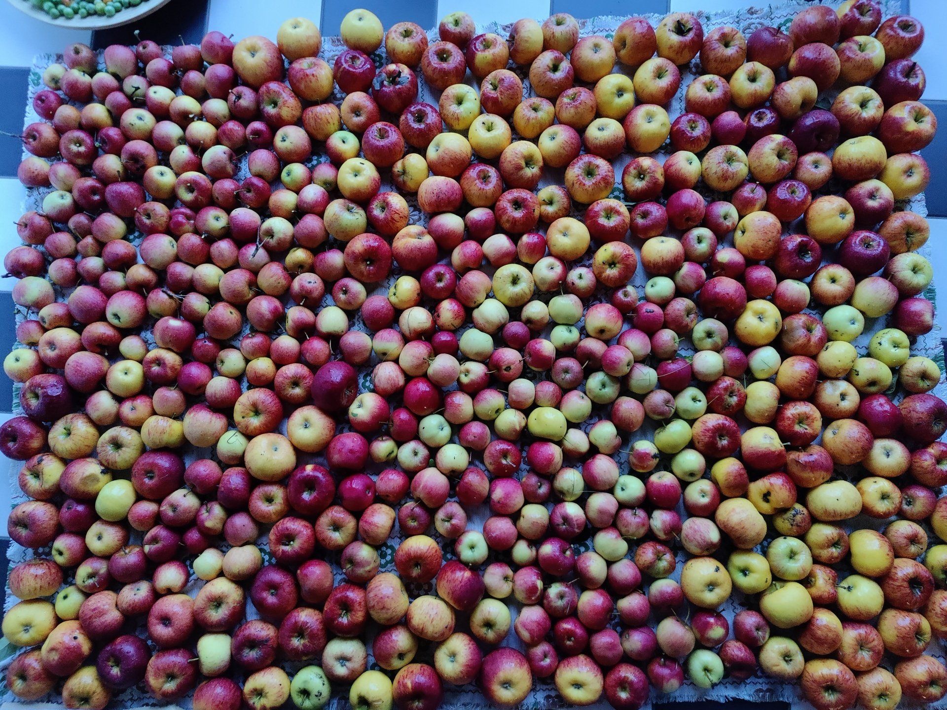 Garten Ernte Susanne Hofmann Garten Äpfel Susanne Hofmann