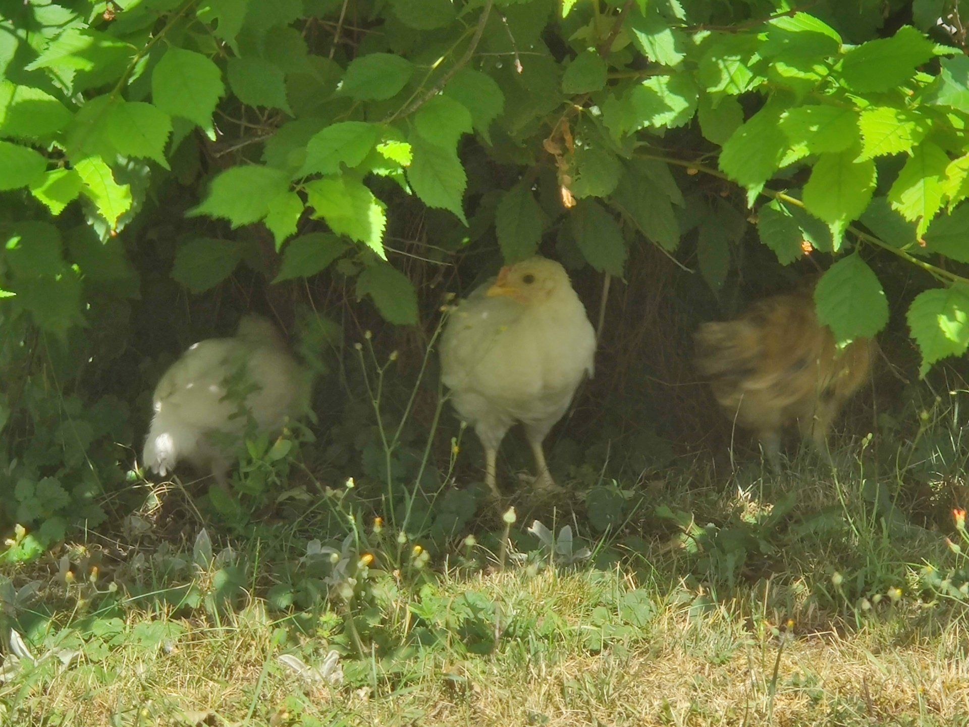 Garten Hühner Susanne Hofmann Garten Hühner Susanne Hofmann