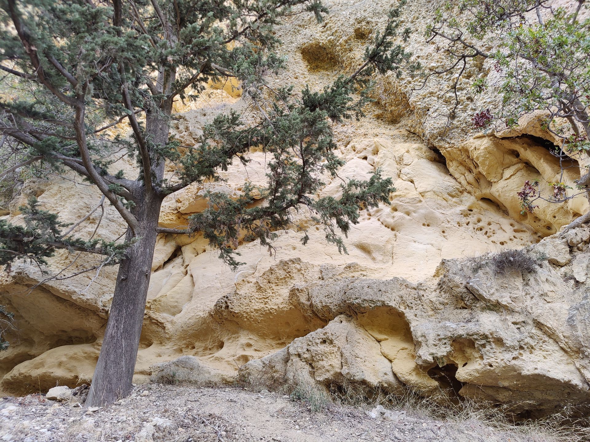 Geige und Tango - Susanne Hofmann Violine