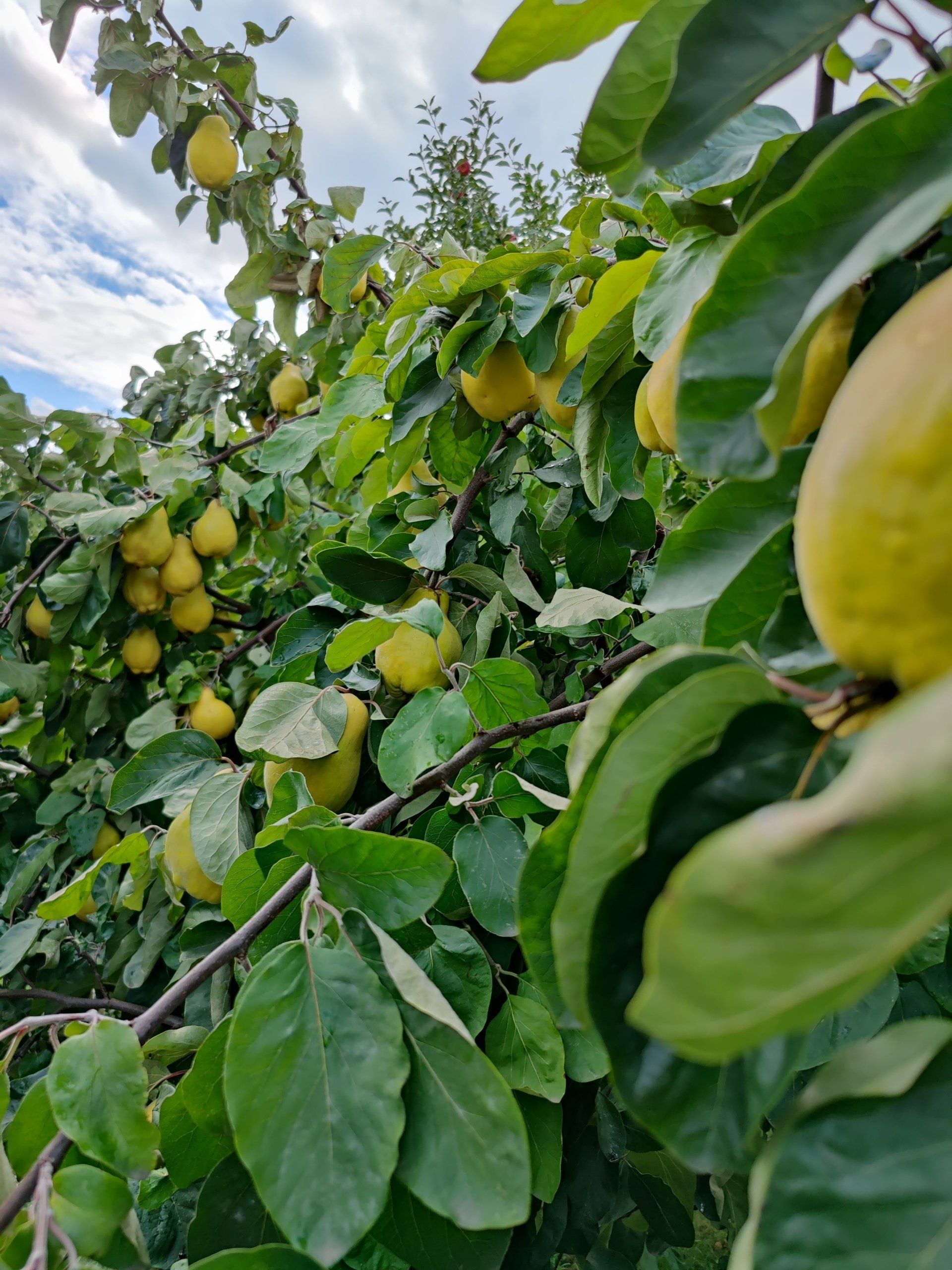 Garten Ernte Susanne Hofmann Garten Ernte Susanne Hofmann