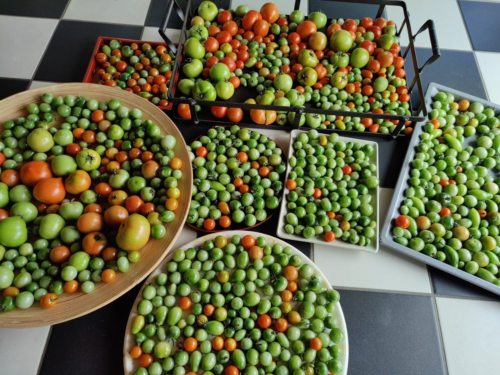 Garten Tomaten Susanne Hofmann Garten Tomaten Susanne Hofmann