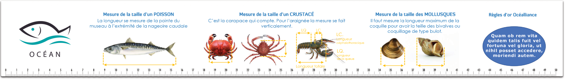 Règles pêche 100% personnalisables. Pêche en mer et pêche à pied : mesure les gabarits et tailles réglementaires.