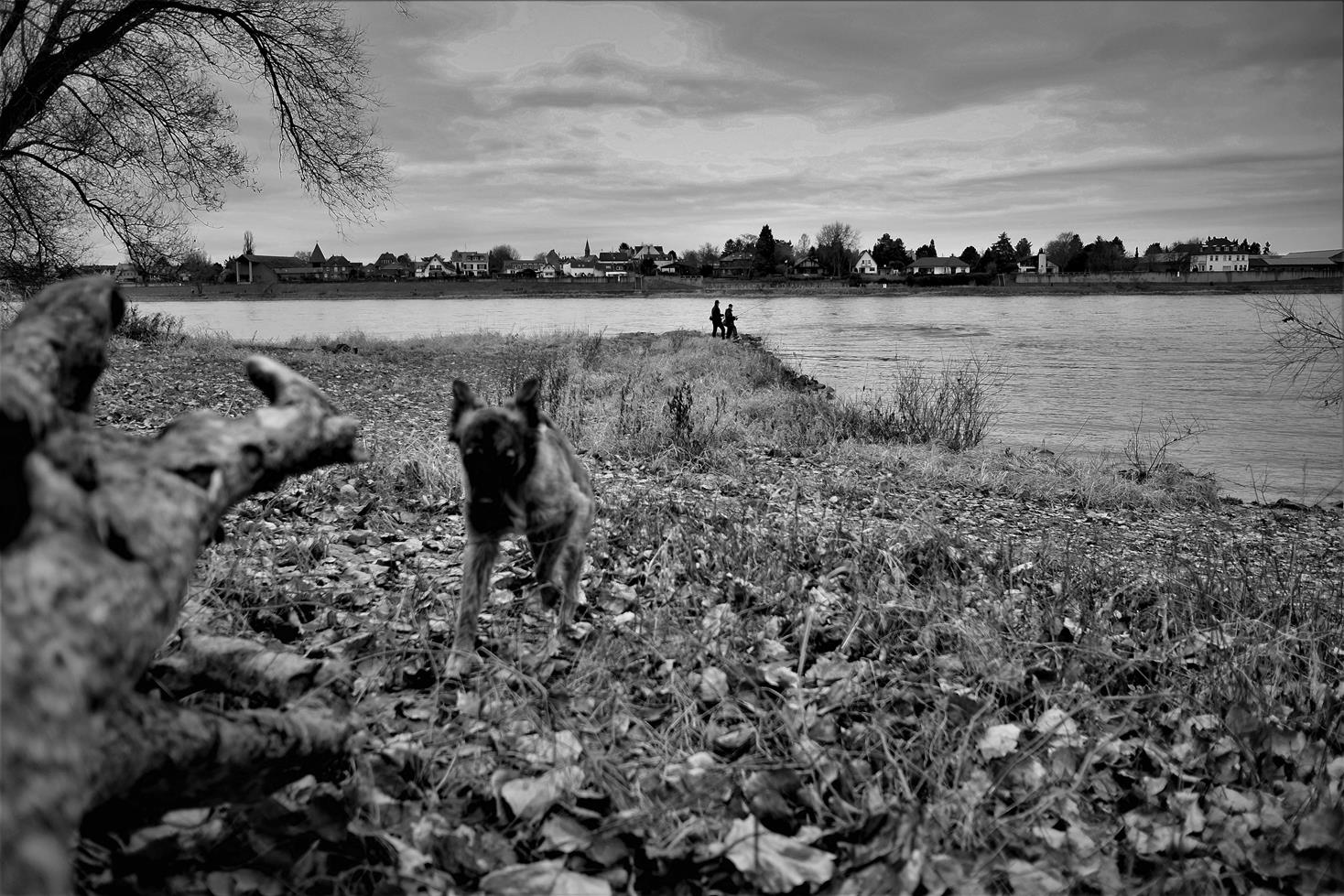 Bedrohung durch freilaufende Hunde Tierfotografie