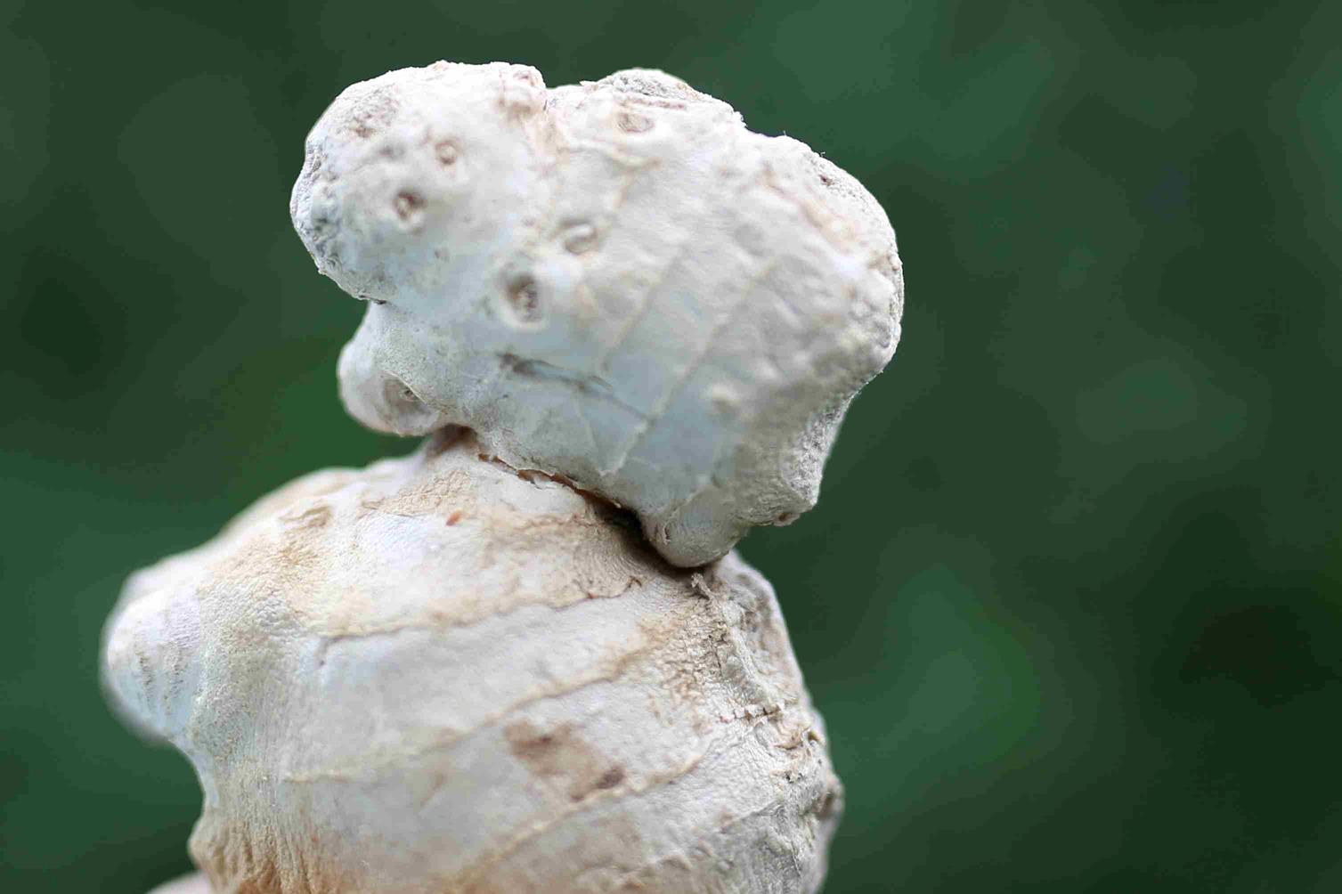 Portait Portraet Ingwerwurel als Frauenportraet