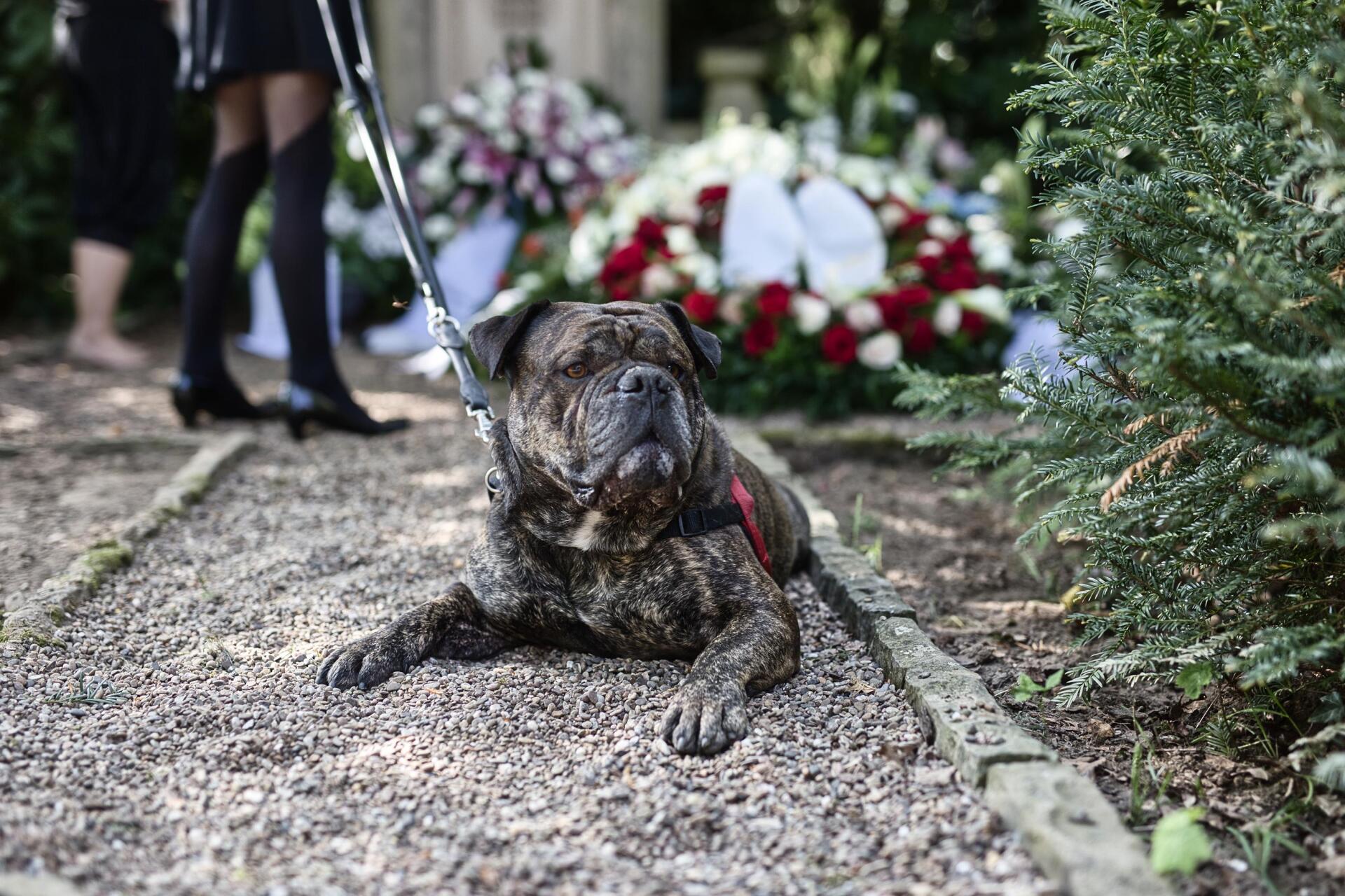 und trauert um seinen Härchen auf Beerdigung vor Grab