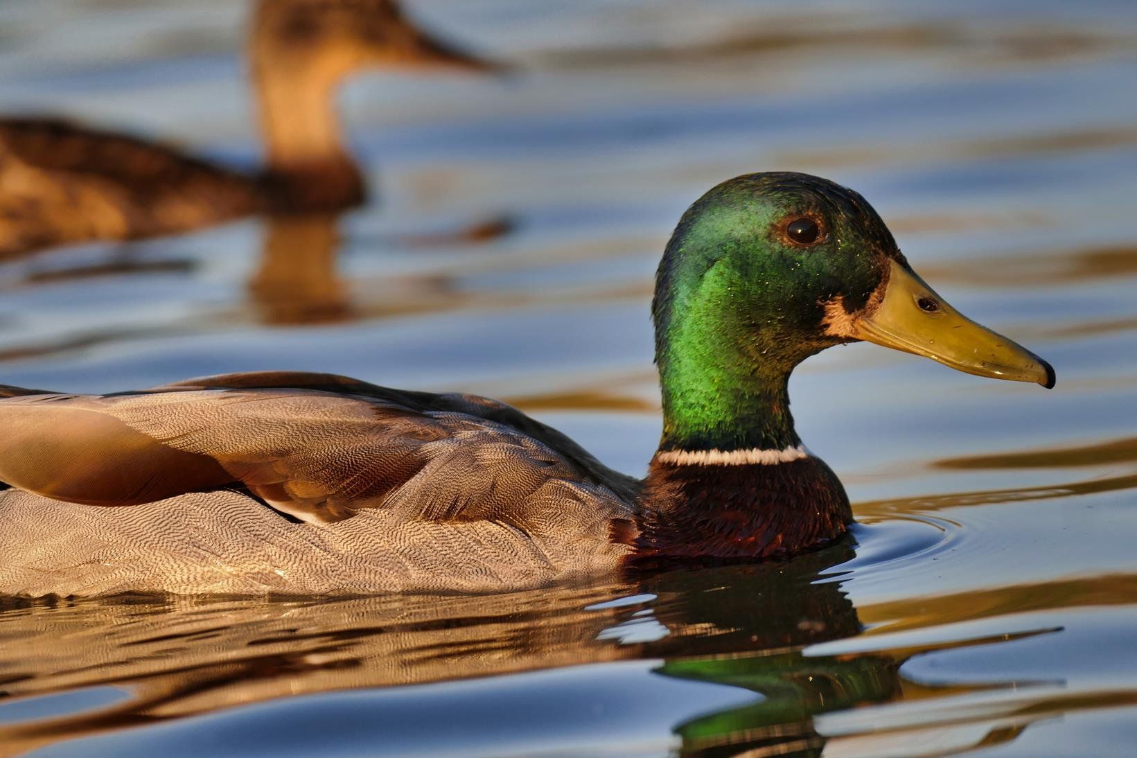 Tierfotografie Stockente mit Partnerin Erpel und Ente