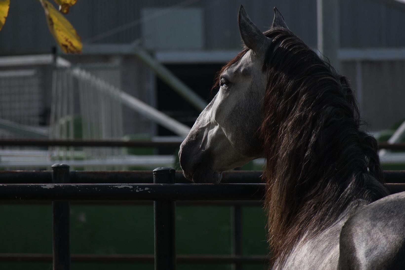 fotograf hengst horsemenship pferde seminar ausbildung junghengstrainer