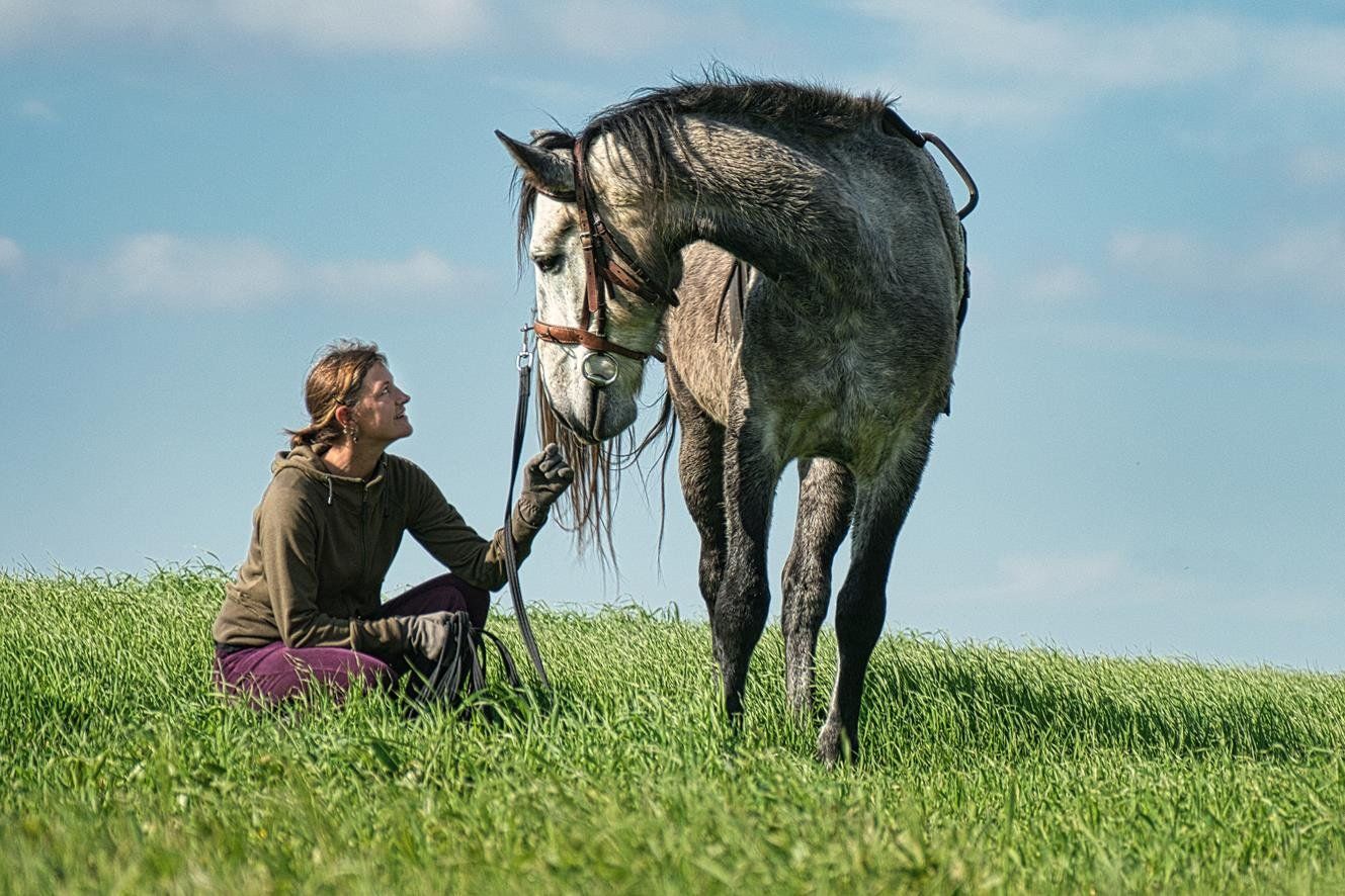 Fotograf Natural Horsemanship, Roundpen, Pat Parelli und Monty Roberts, Junghengstausbildung Fotograf