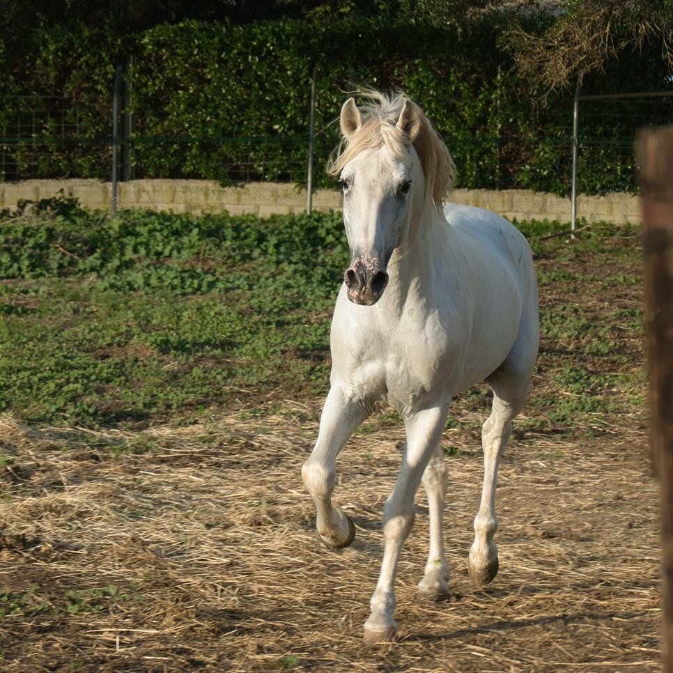 Pferdefotograf Hengste andalusier reitkorrekturen Pferdefilm pferdevideo