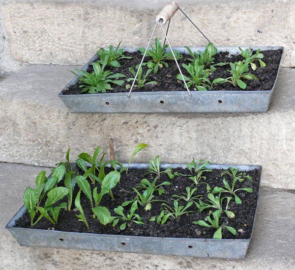 Alte, feuerverzinkte Aussaatschalen © Blickfang: Alte Zeiten Alte, feuerverzinkte Aussaatschalen © Blickfang: Alte Zeiten