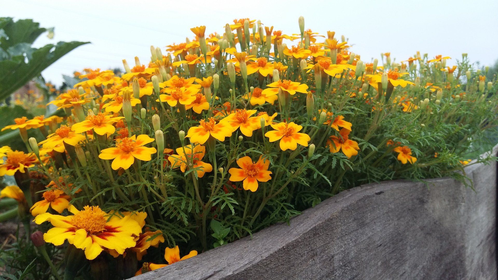 Anlage und Pflege eines Blumenbeets in 59590 Geseke