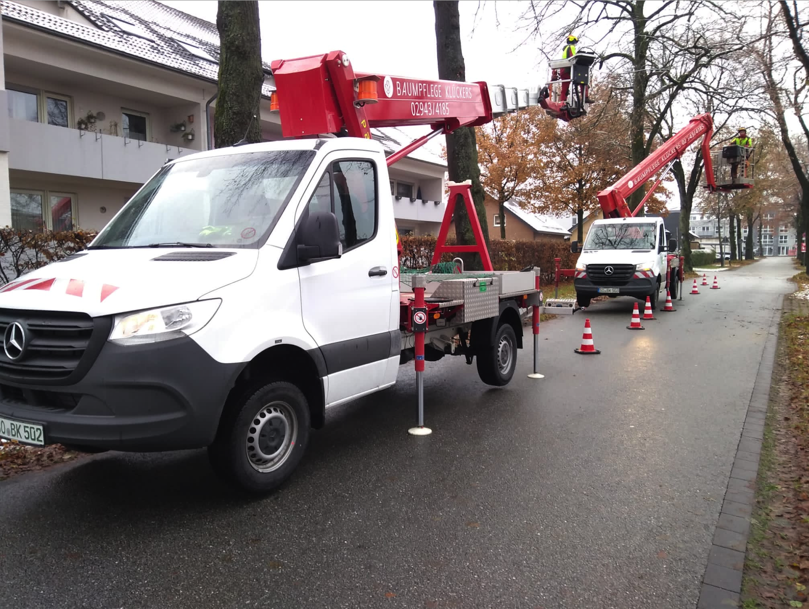 Baumpflege entlang einer Straße Totholzentnahme
