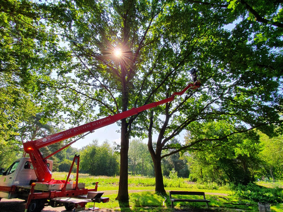 Baumpflege in einem Park bei Sonnenschein