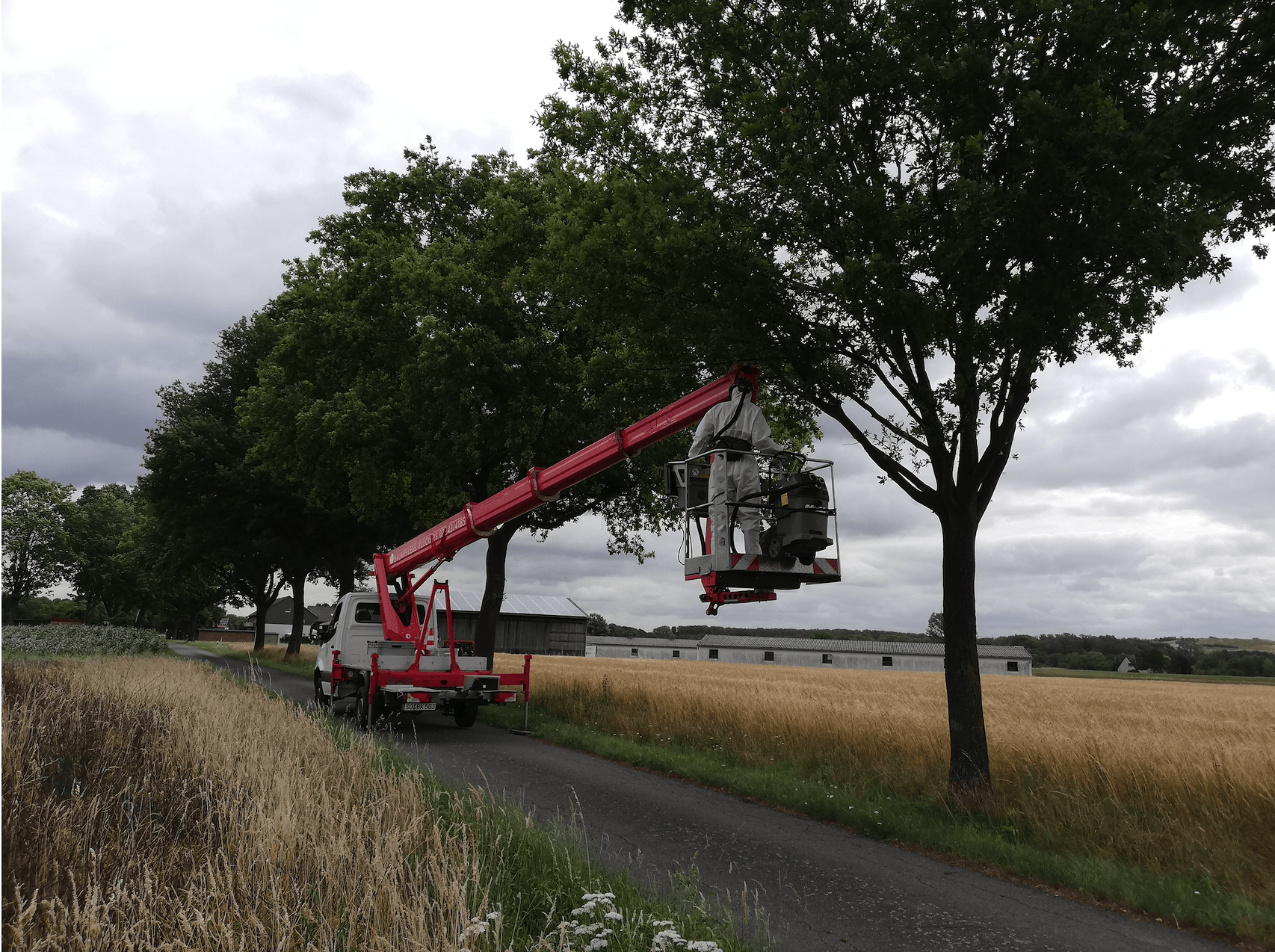 Eichenprozessionsspinnerentfernung an einem Baum