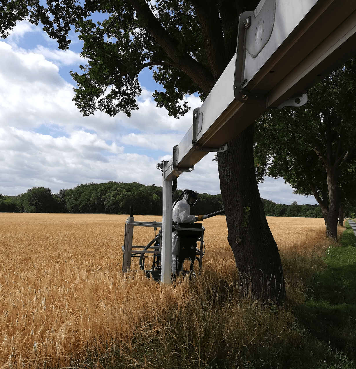 Eichenprozessionsspinnerentfernung an einem Baum