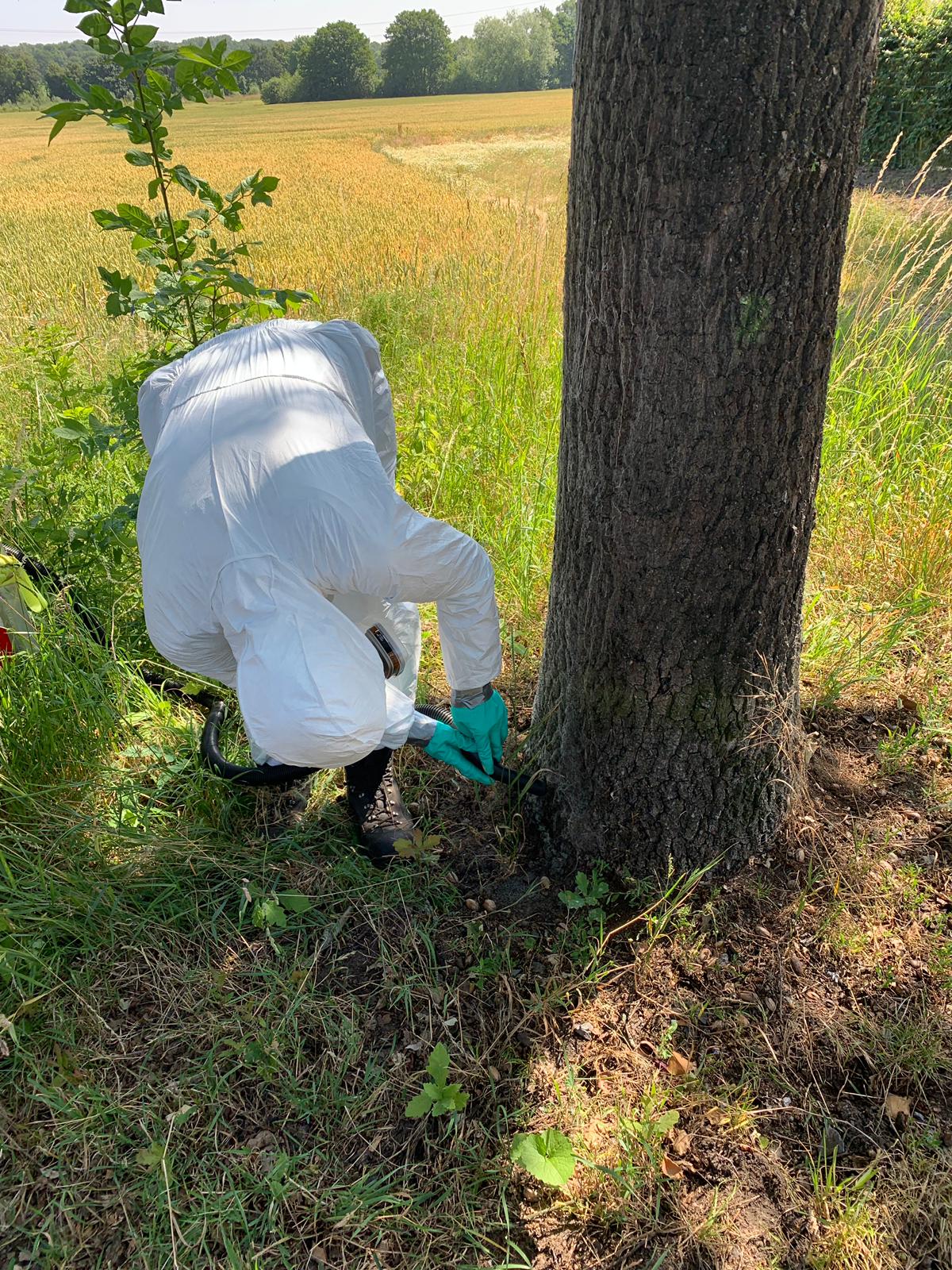 Arbeiter entfernt den Eichenprozessionsspinner am Stammfuß einer Eiche