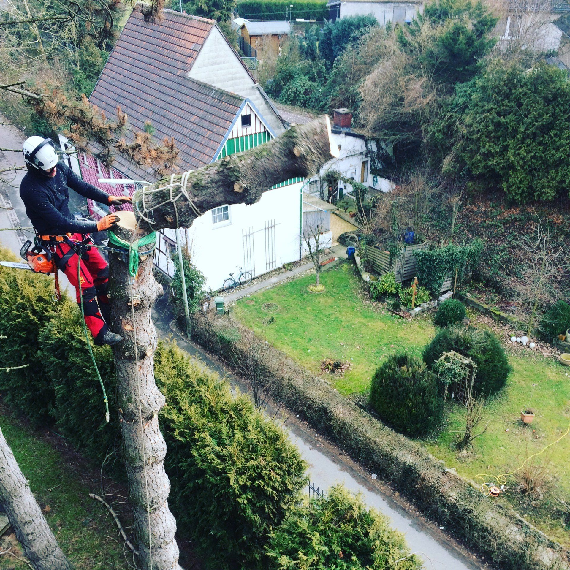 Baumkletterer fällt einen Baum in Paderborn mittels der Baumklettertechnik.