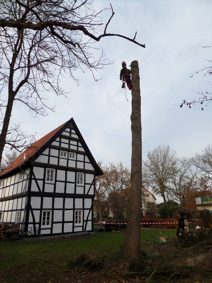 Baumfällung einer Fichte mittels Steigeisen