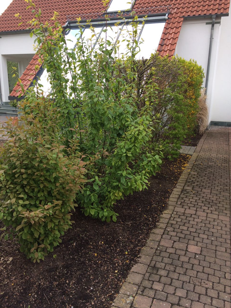 gepflanzte Büsche in einem Vorgarten