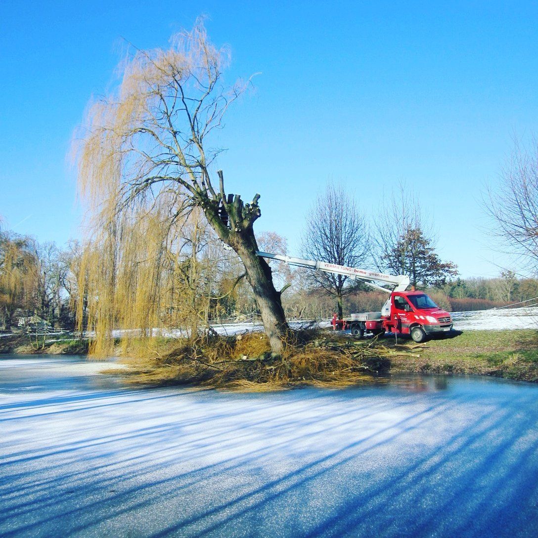 Schneiteln einer Weide