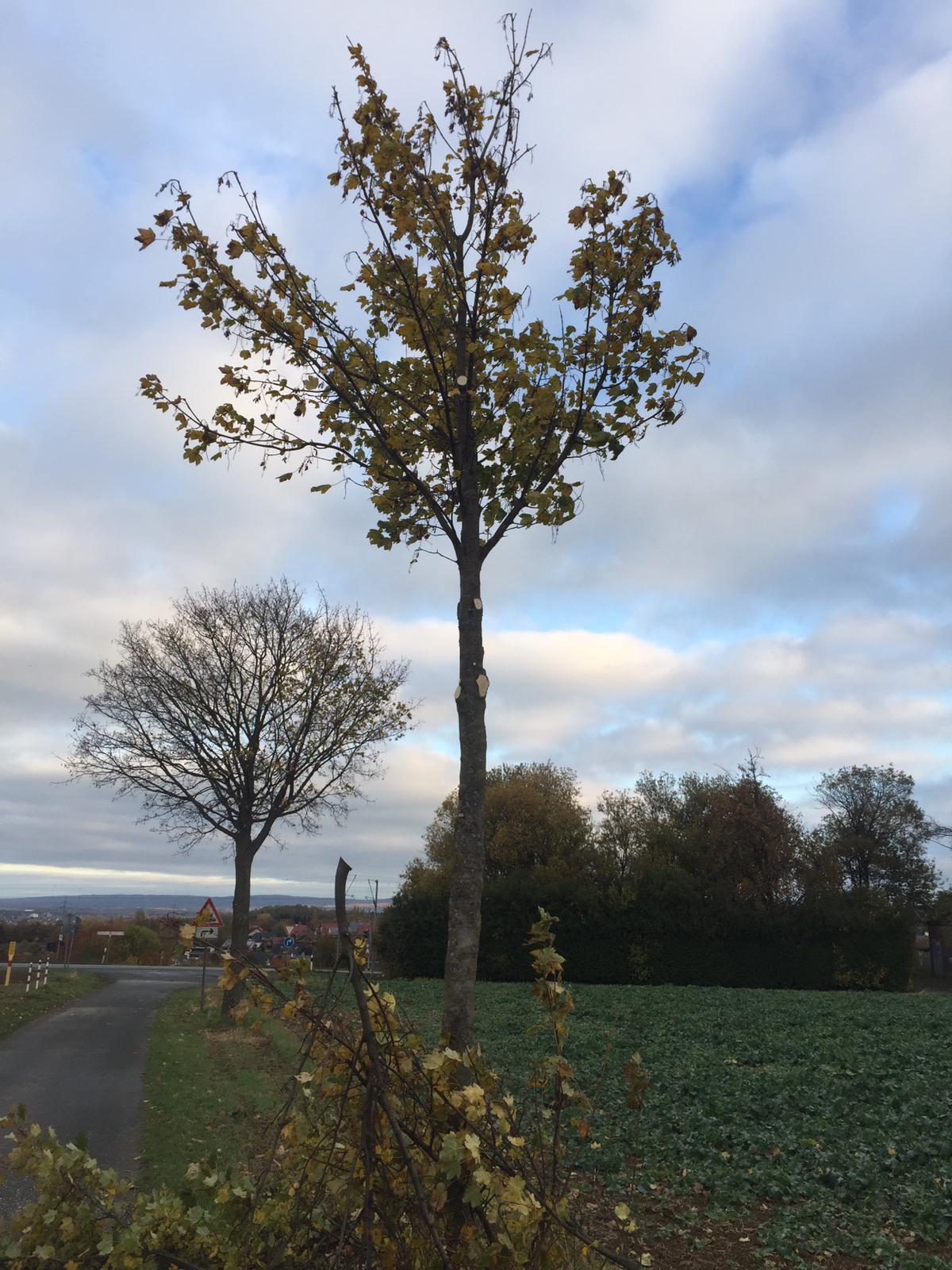 Jungbaumpflege an einem Straßenbaum. Wollbecker Schnittmodell