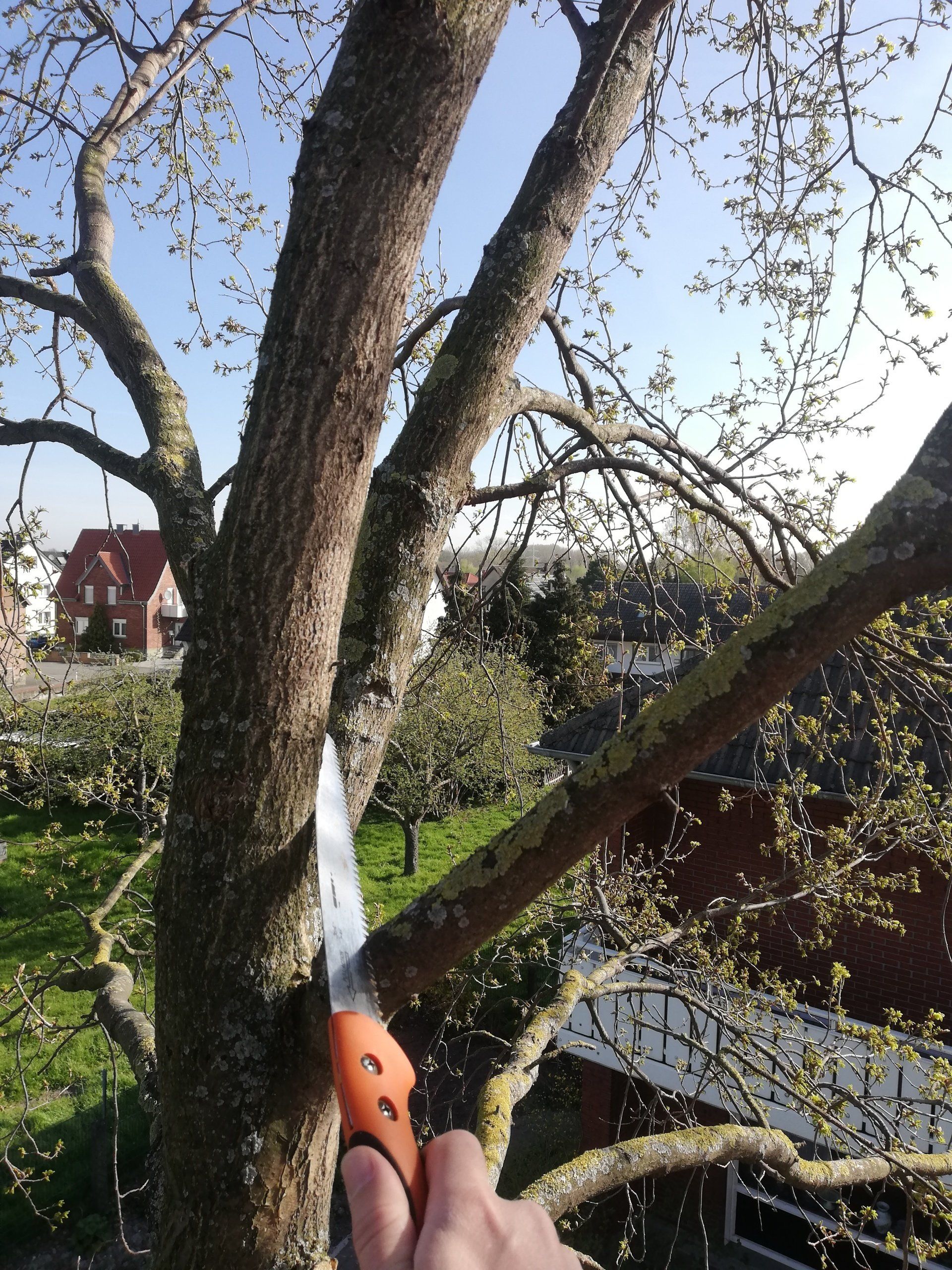 Totholzentnahme mit einer Handsäge