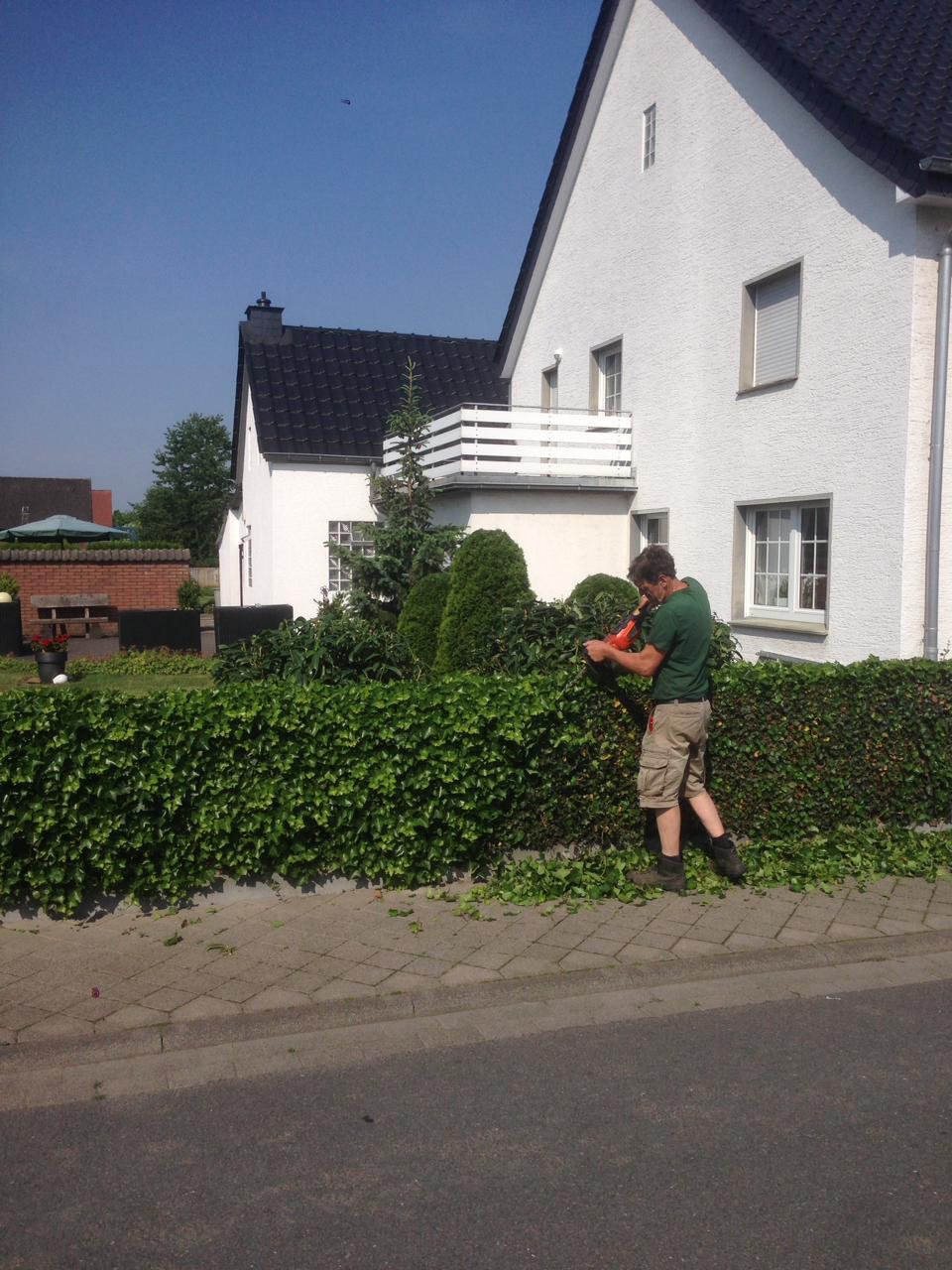 Schneiden einer Hecke bei der Gartenpflege