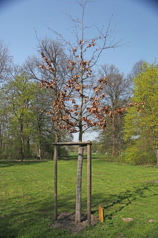 gepflanzter Baum in einem Park