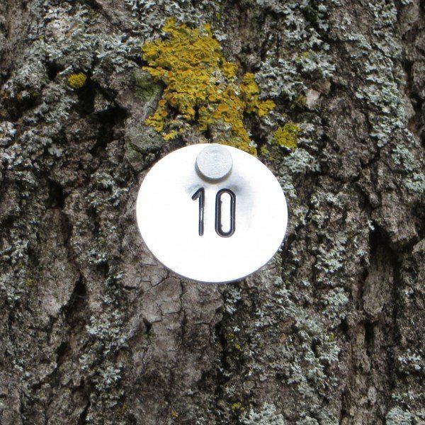 eingeschlagene Baumnummer an einem Stamm