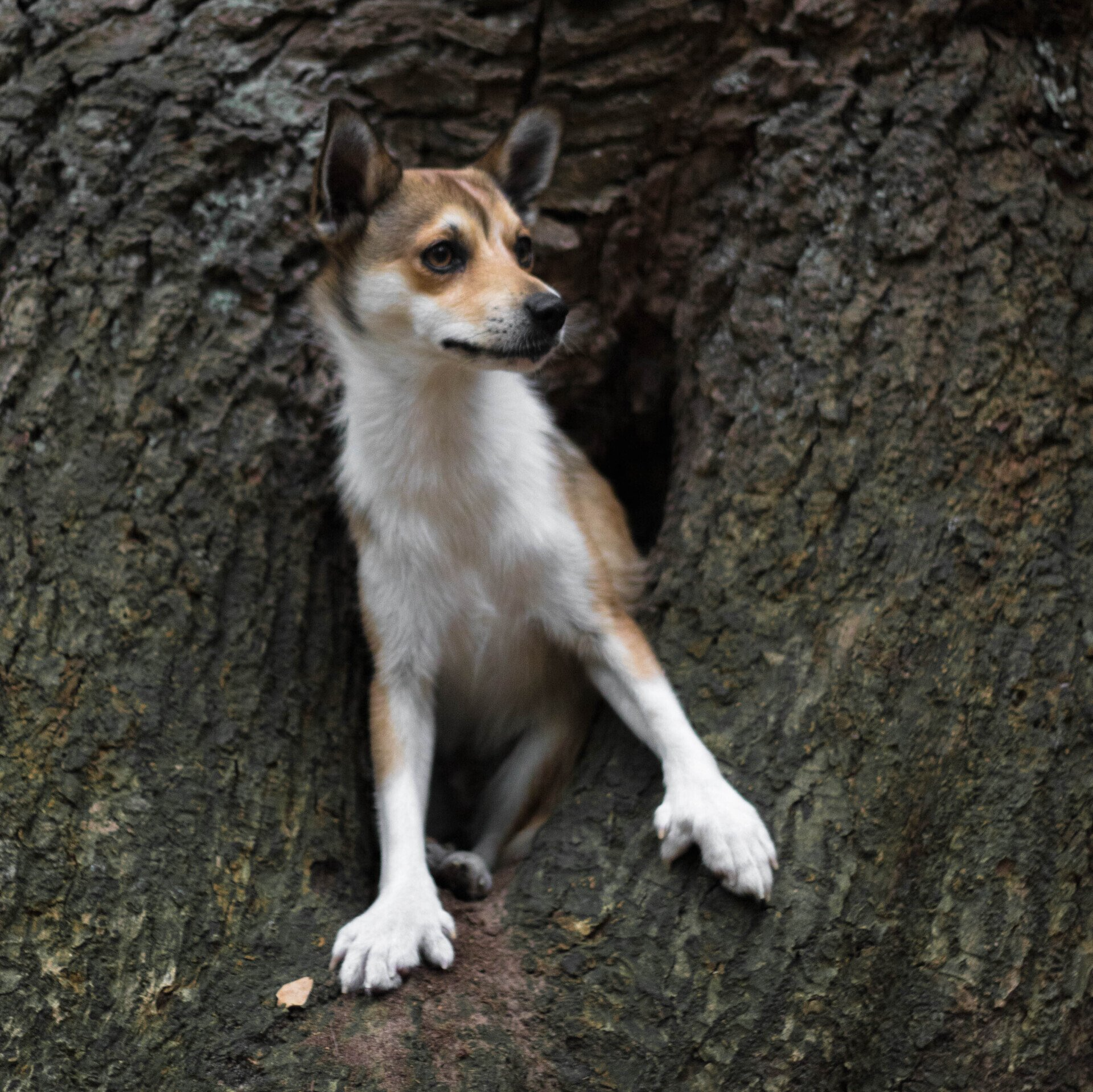 Norwegsicher Lundehund
BRIGHTNESS OF AURORA