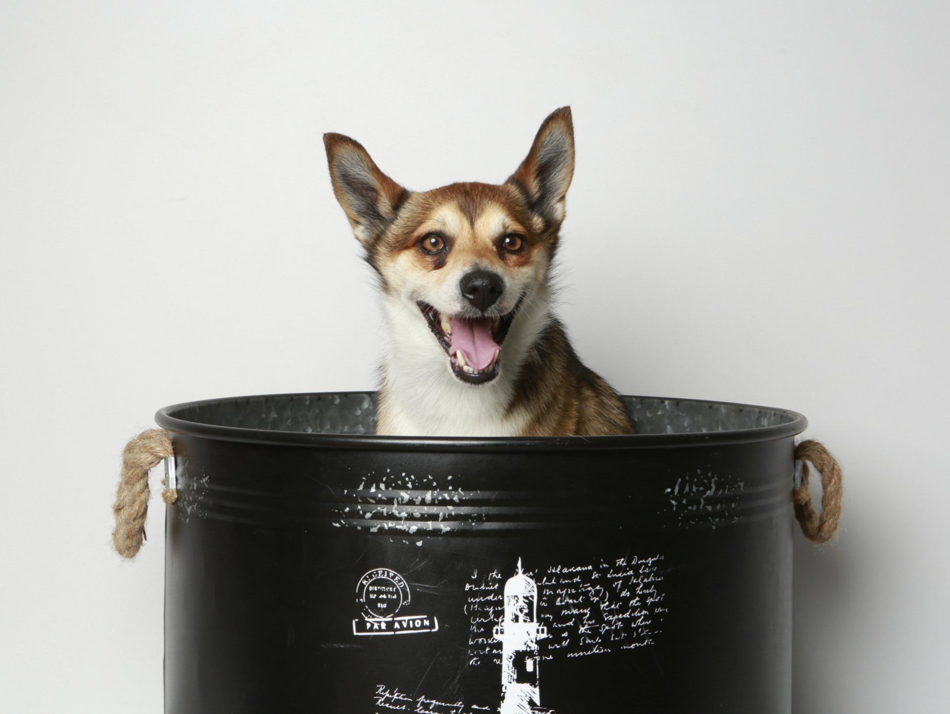 lustiger Lundehund fröhlich
