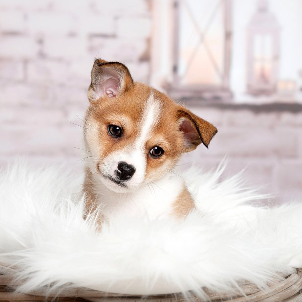 Lundehund Welpen