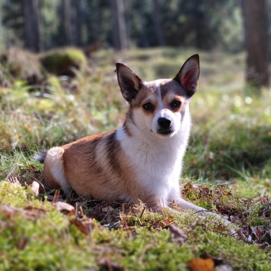 Norwegischer Lundehund
BRIGHTNESS OF AURORA